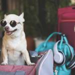 travelsuitcasefordogs