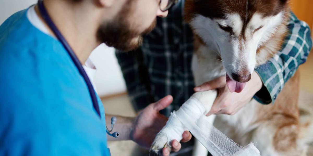 Recognizing and Responding to a Pet Cancer Emergency: What Every Pet Parent Should Know