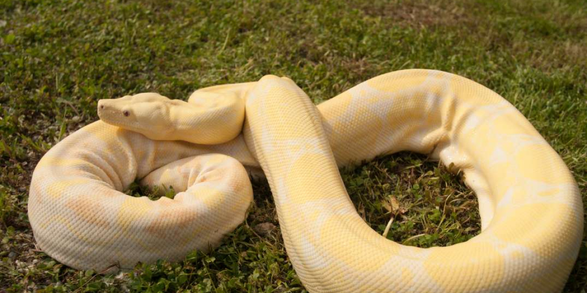 What You Should Know Before Getting a Boa Constrictor