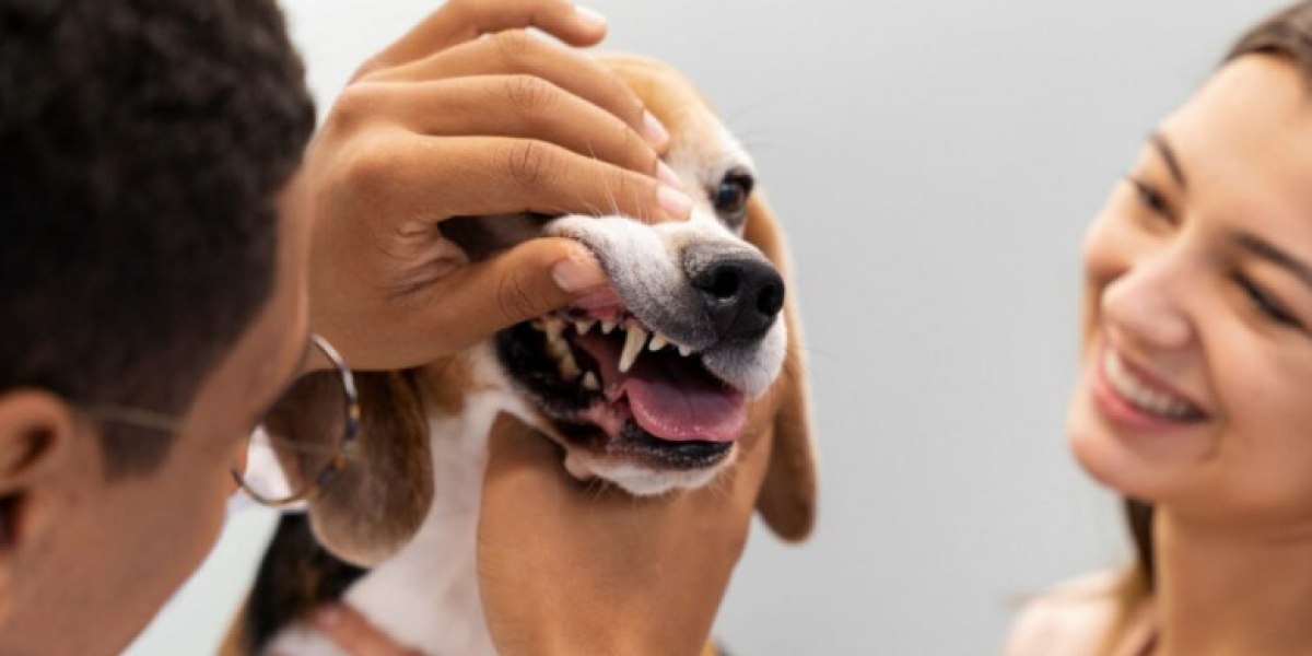 Why Your Pet Deserves the Best: A Guide to Finding the Right Veterinary Hospital