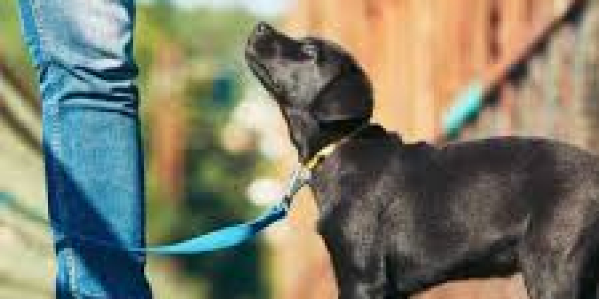 Fully Trained Dogs for Sale: Your Ideal Companion Awaits