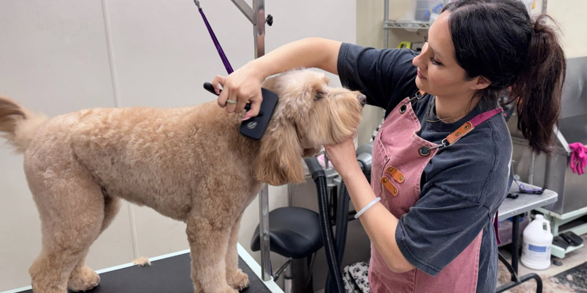 Why Pet Grooming in San Diego Is More Than Just a Trend