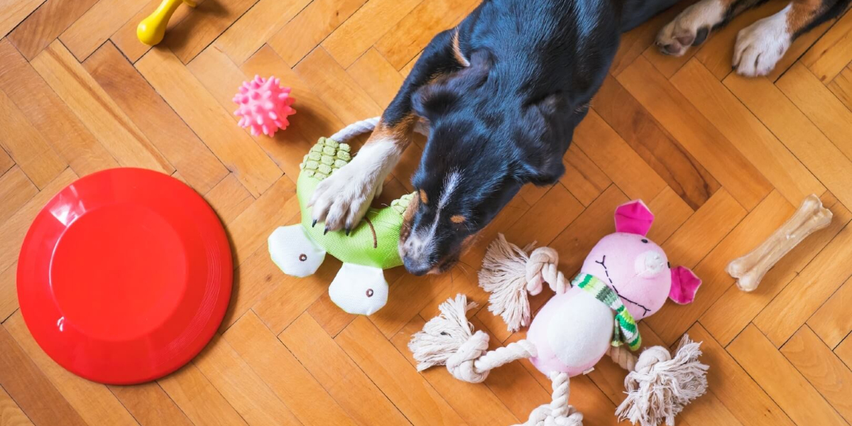 Why Retailers Need a Dependable Wholesale Pet Supplies Distributor