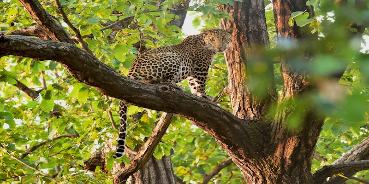 What is the Distance Between Jaipur to Jhalana Leopard Safari?