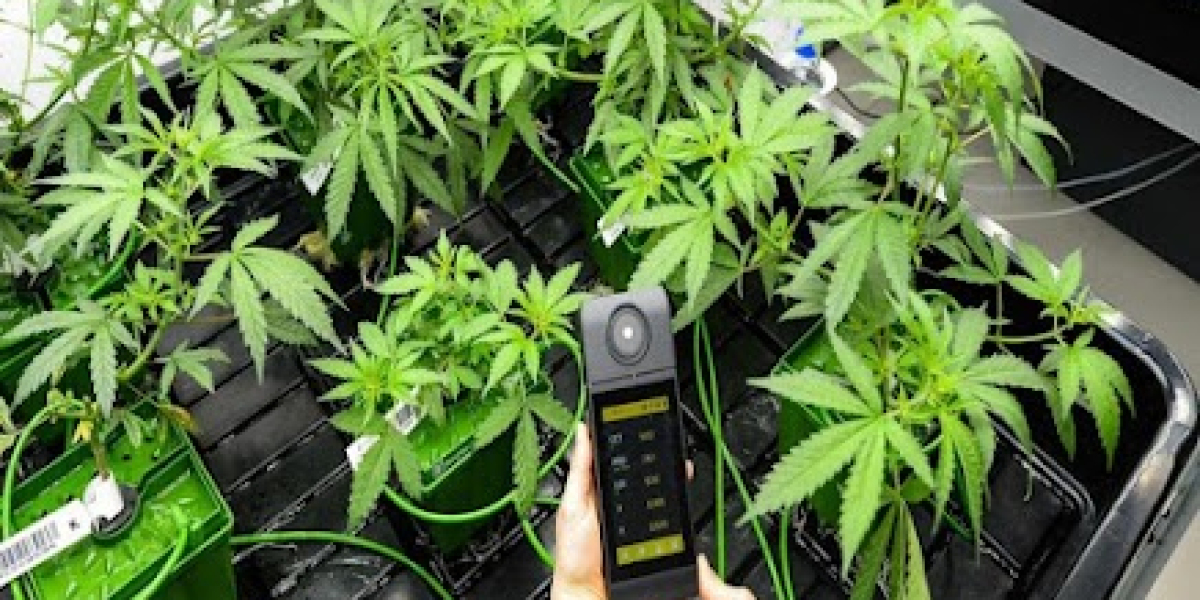 CBD La Teste-de-Buch : un bien-être naturel au cœur du Bassin