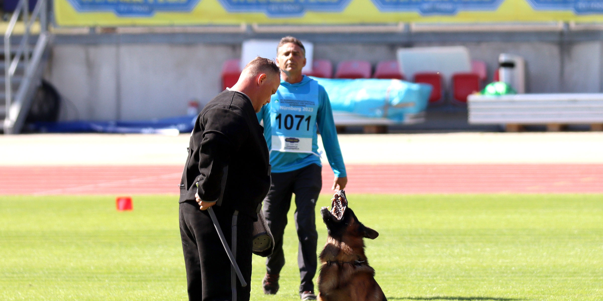 Trained German Shepherds for Sale – Find Your Perfect Guardian