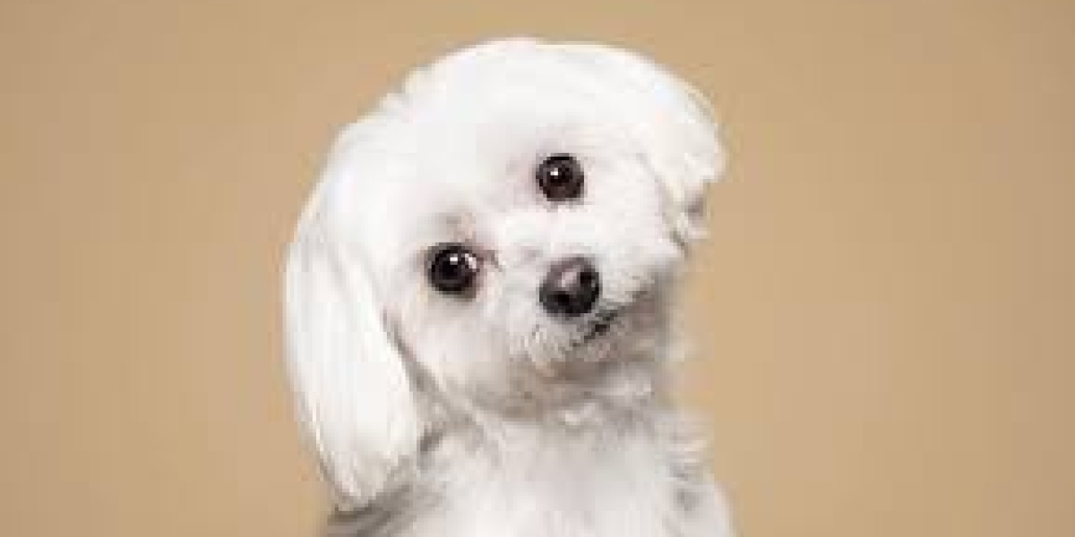 Common Types of Bacterial Infections in Dogs: A Comprehensive Guide
