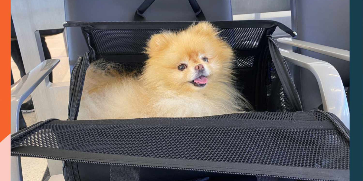 The Ultimate Guide to Comfortable and Safe Pet Travel