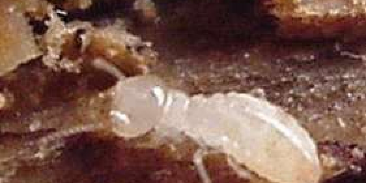 How to Identify Different Types of Insects in Your Home