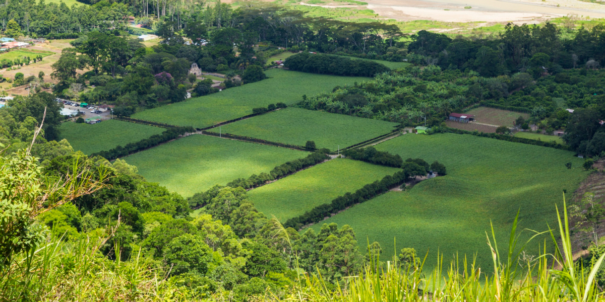 Dholera Agricultural Land for Sale – A Growing Hotspot for Investors