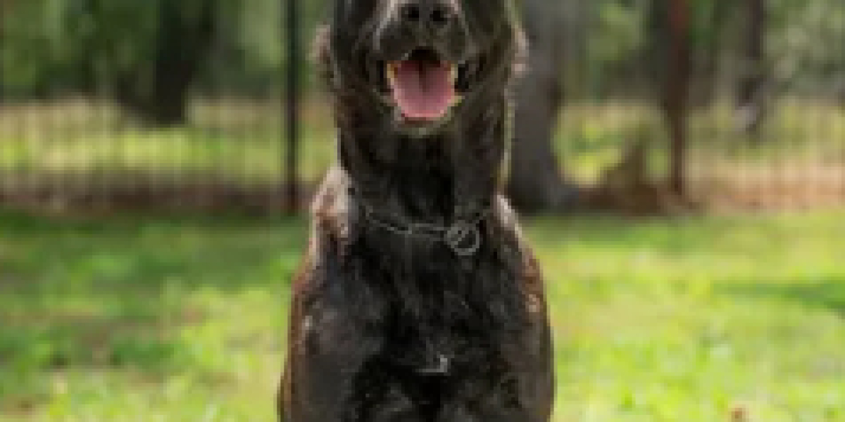 Fully Trained Protection Dogs for Sale: Your Complete Guide to Safety and Security