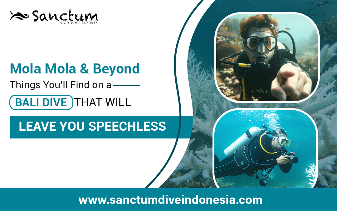 Mola Mola & Beyond: Things You’ll Find on a Bali Dive That Will Leave You Speechless – Dive Indonesia, Scuba Bali Dive