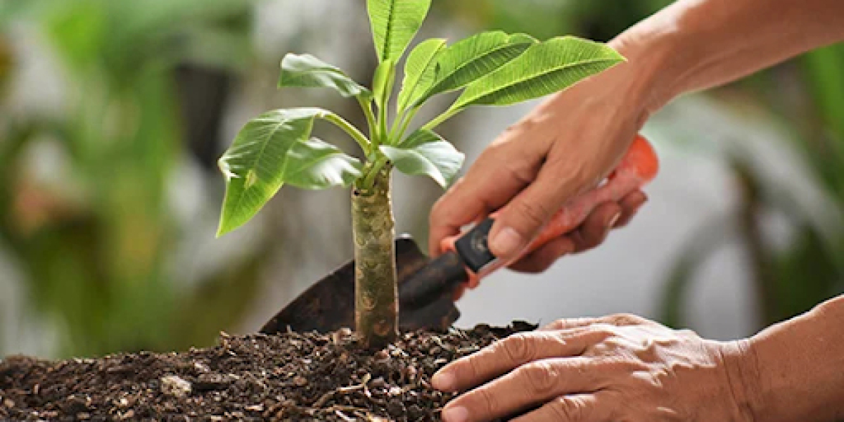 Transform Landscapes with Tree Planting Services in Peoria, AZ