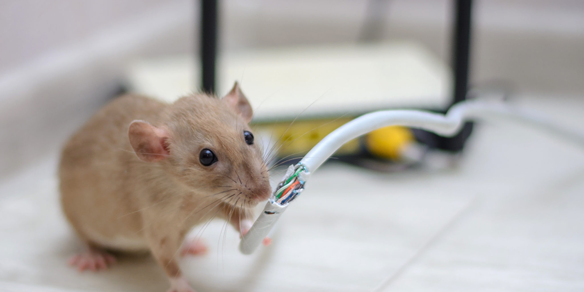 Expert Tips for Hiring a Trusted Rodent Service in Queens NY