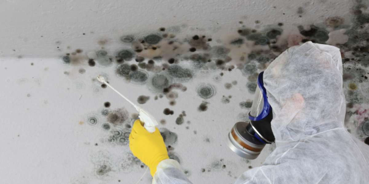 Why Routine Mold Checks Are Essential for Commercial Buildings