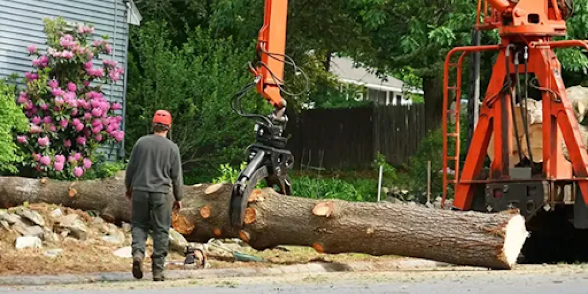Safe & Affordable Tree Removal Experts St. Thomas ON