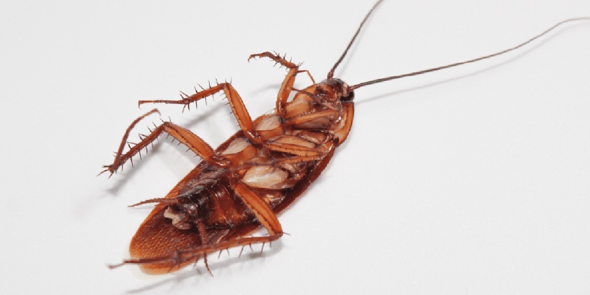 Why Brooklyn Families Shouldn’t Wait to Call a Professional Cockroach Exterminator