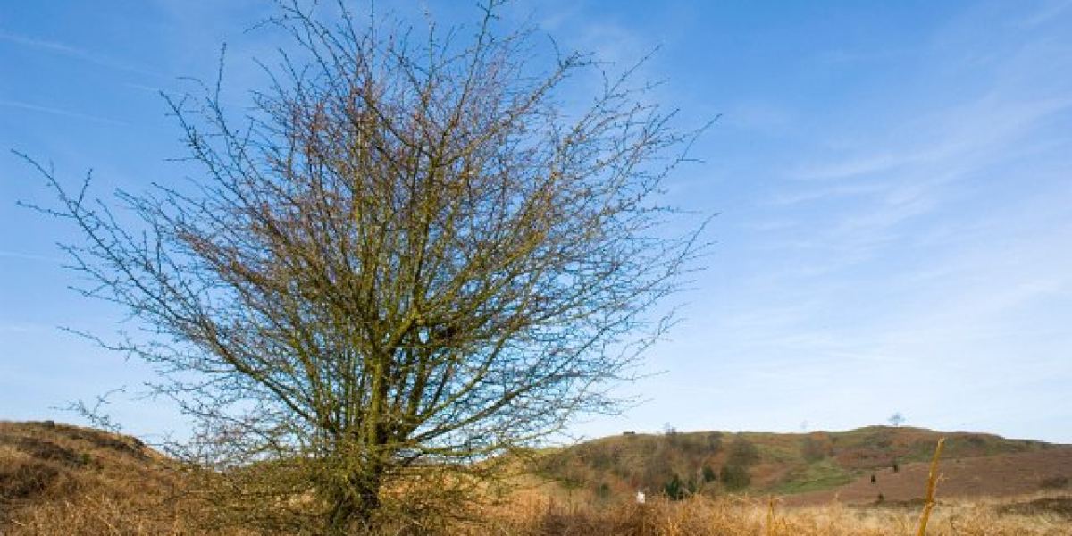 Human Growth Hormone (HGH): Nutzen, Risiken und Einsatzgebiete