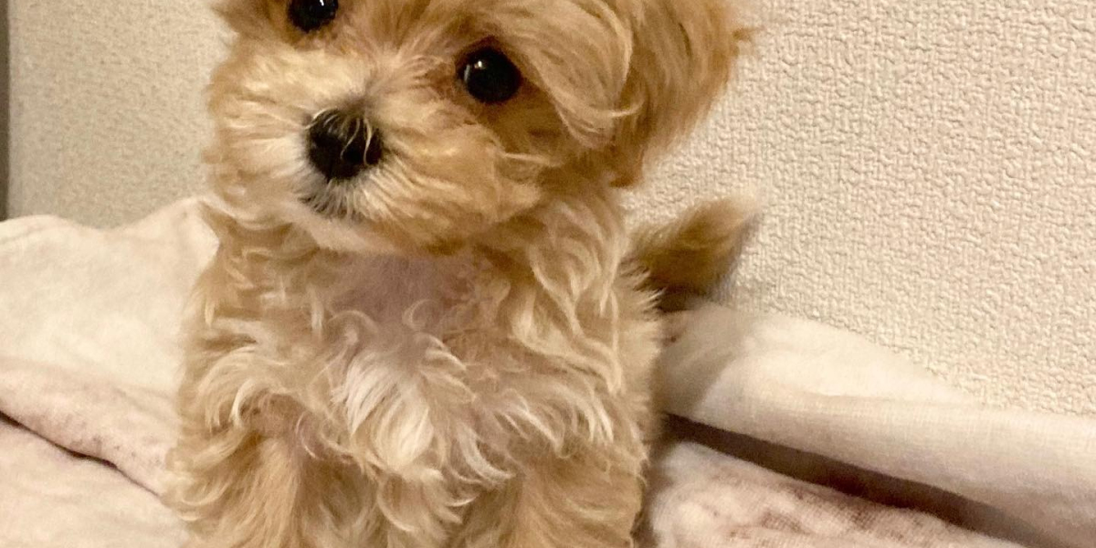 Maltipoo Puppies for Adoption USA – Give a Loving Home to a Cute Companion