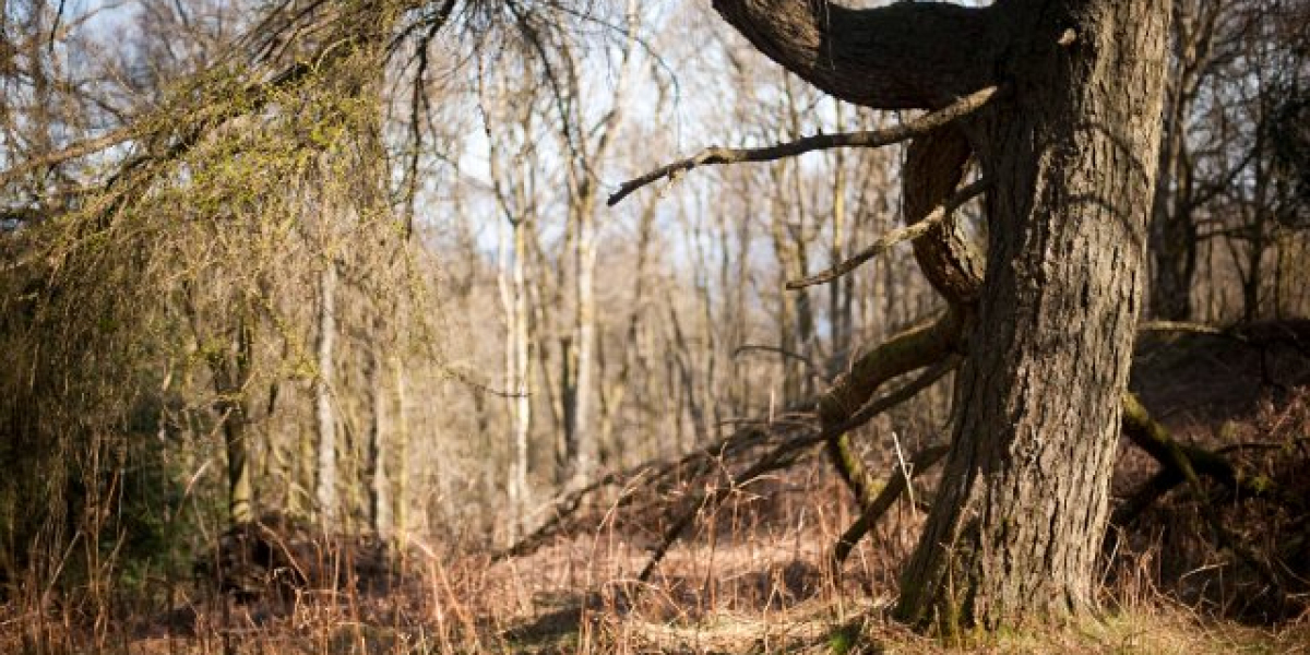 Wachstumshormone: Das Geheimnis für Muskelaufbau und Regeneration