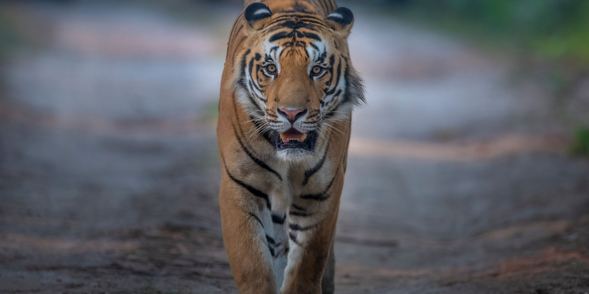 Roaring Adventures: Discovering the Best Tiger Reserves and Safaris in India