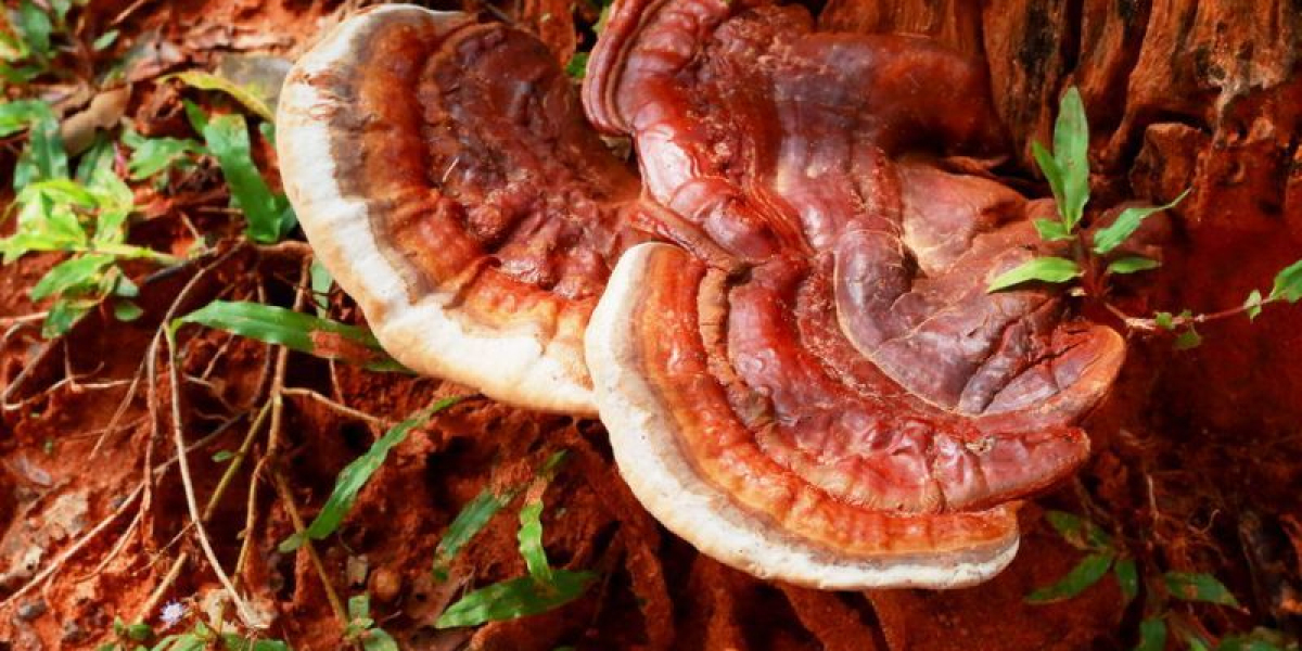 Global Reishi Mushroom Market