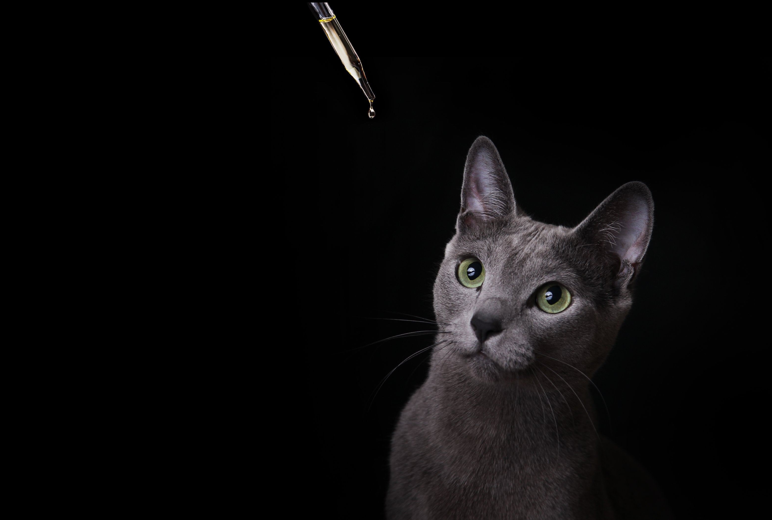 CBD Dosing for Pets – Canna River