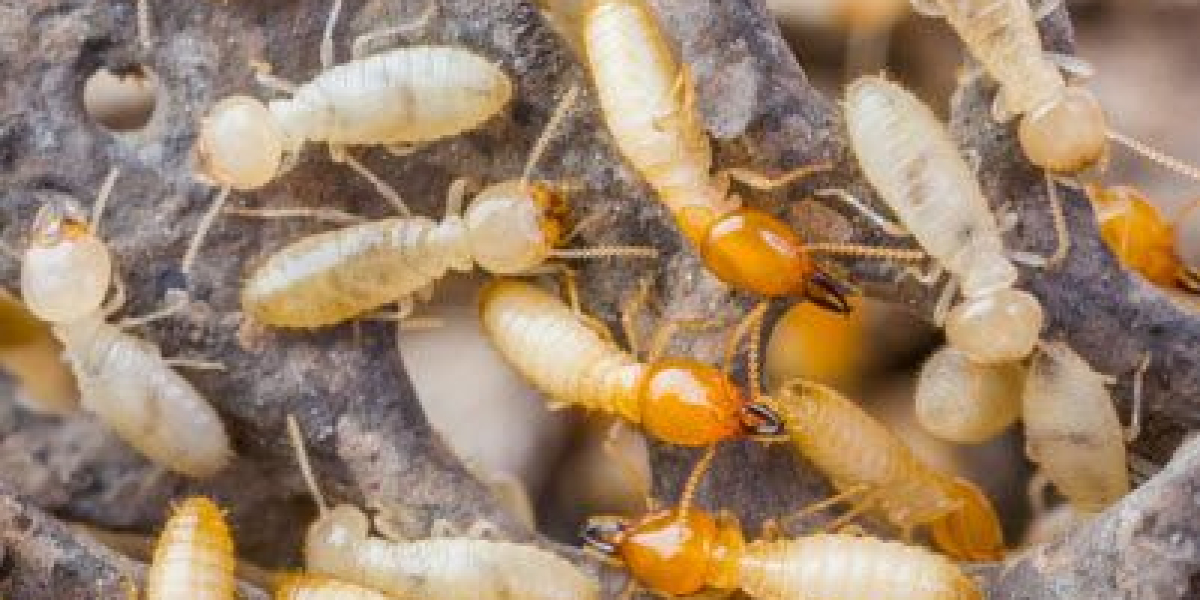 Natural and Effective Ways to Stop Termites
