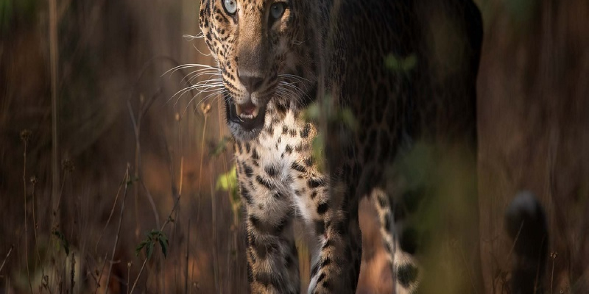 Luxury Tiger Safari in India: Where Wilderness Meets Elegance
