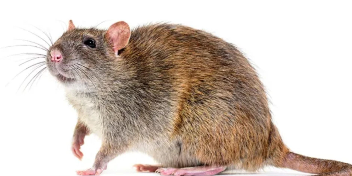 Effective Rodent Control Solutions for Homes in Hanover, IL
