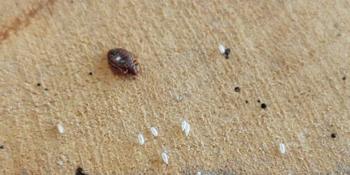 Trusted Bed Bug Solutions for Homes in Hanover, IL