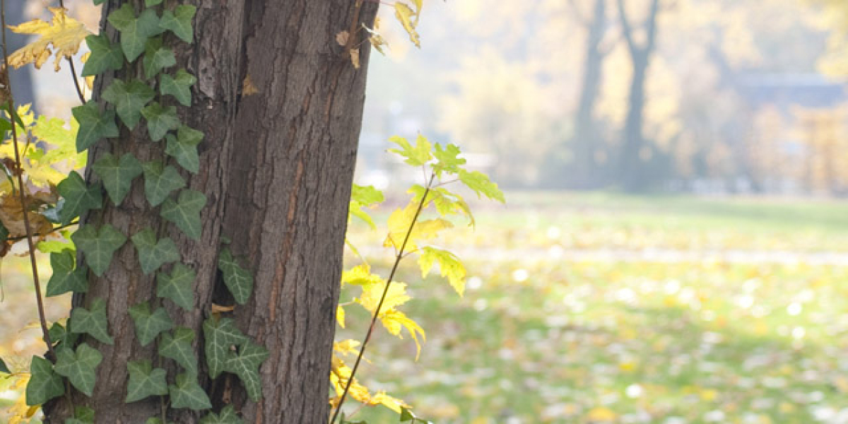 List of California Casinos: Complete Map of All Locations 2025