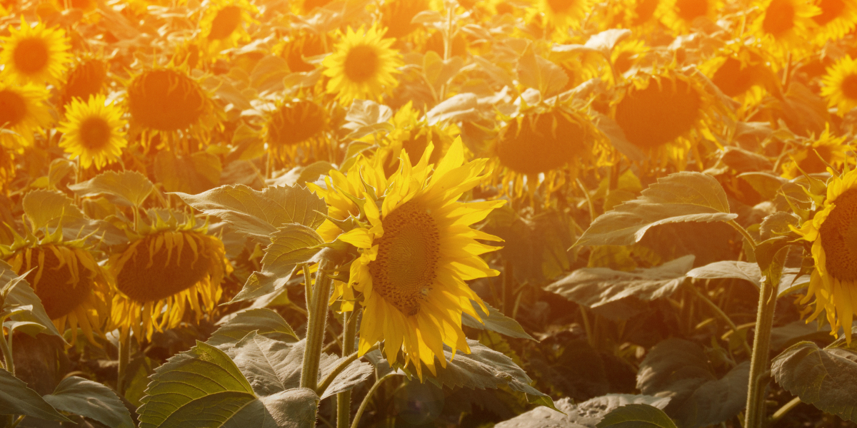 The Rise of Small Private Jet Charters: A Brand new Period In Air Journey