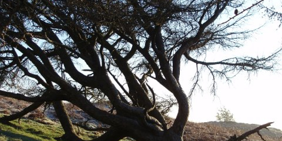 Online Casinos for ACT Gambling Players