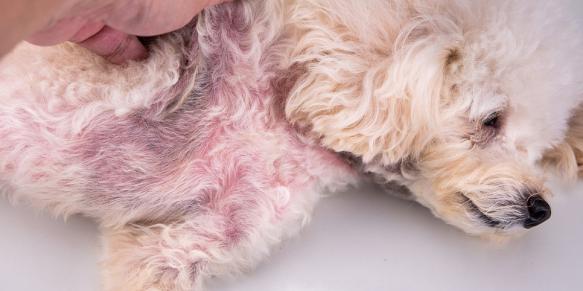 Understanding Pet Skin Allergies: Causes, Symptoms, and Effective Treatments