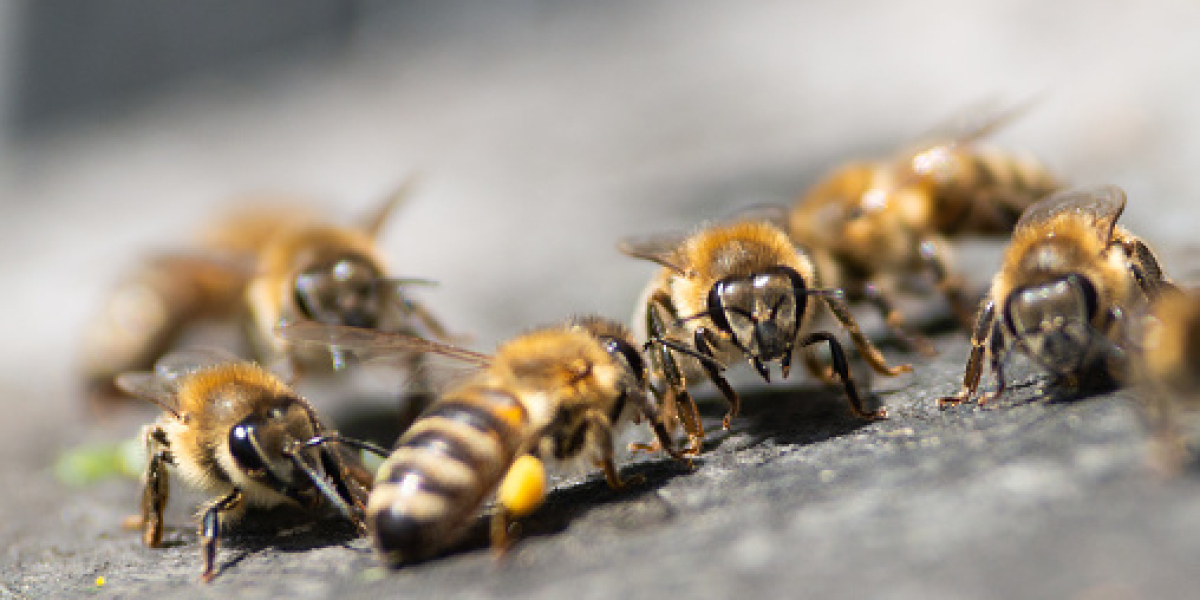 Protect Your Home and Family with Safe Bee Removal Solutions