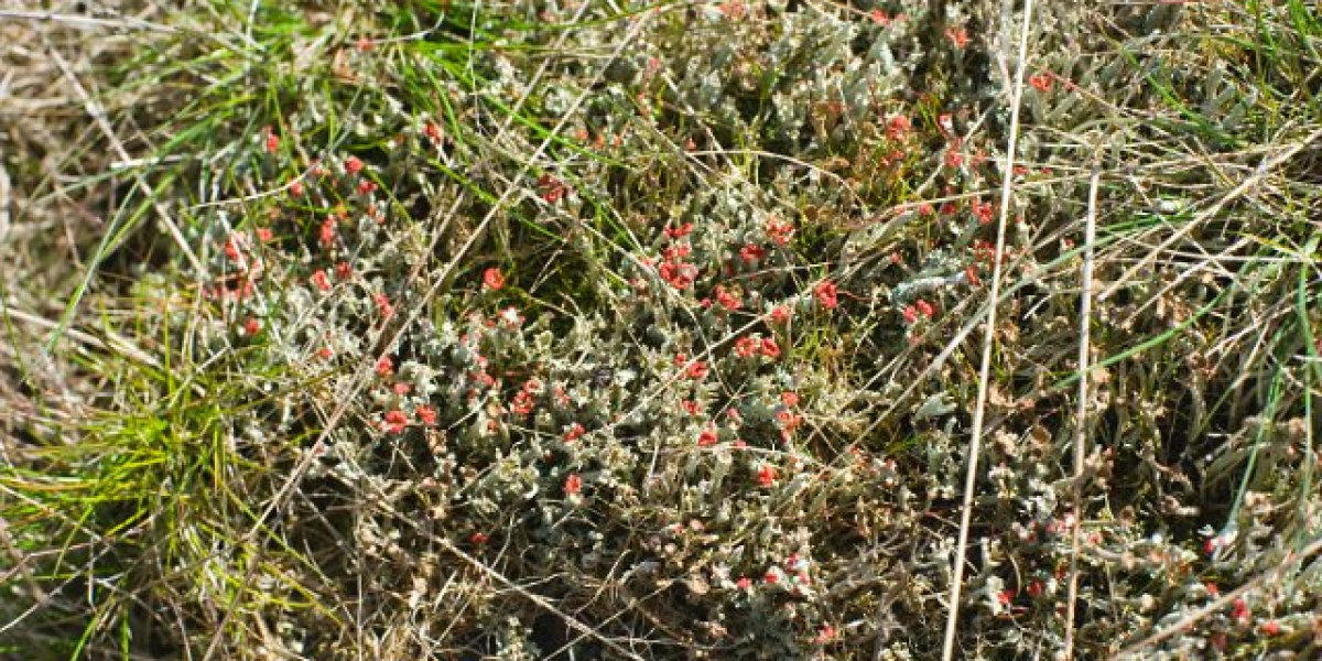 Where Safety Meets Real Money Gambling Online