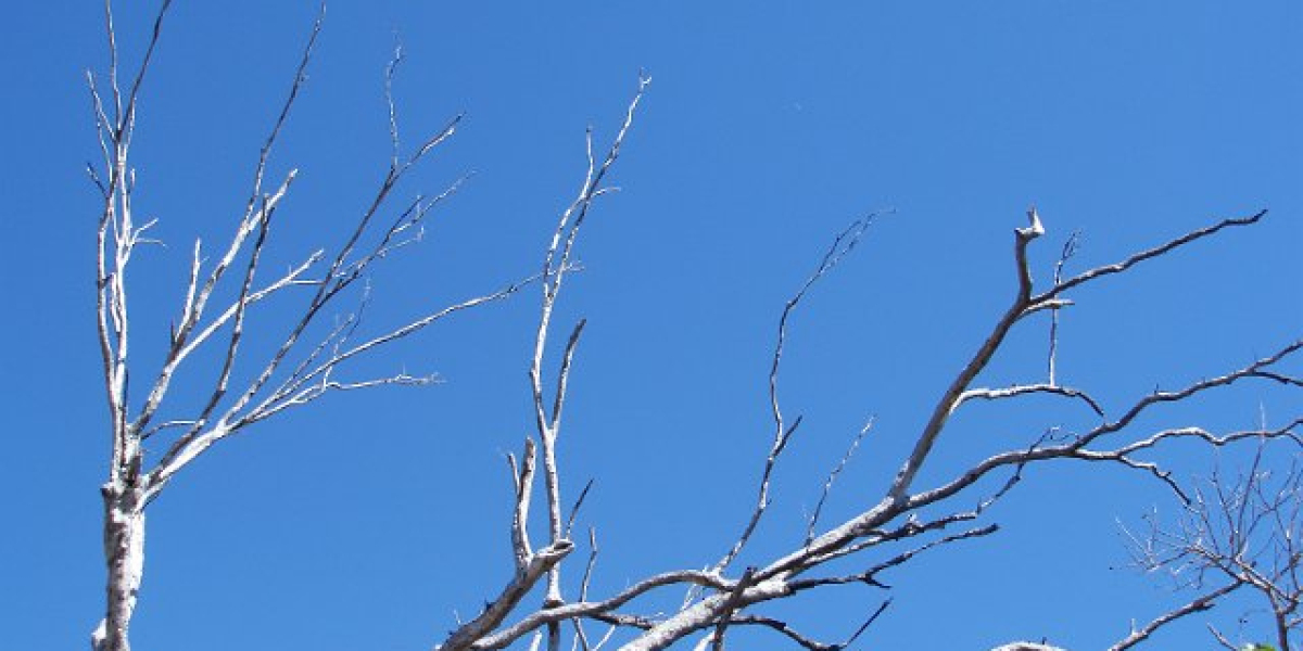 1968 Tasmanian casino referendum Wikipedia