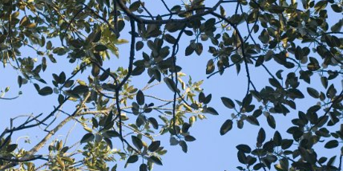 Casino Table Games at King Billy Play for Real Money