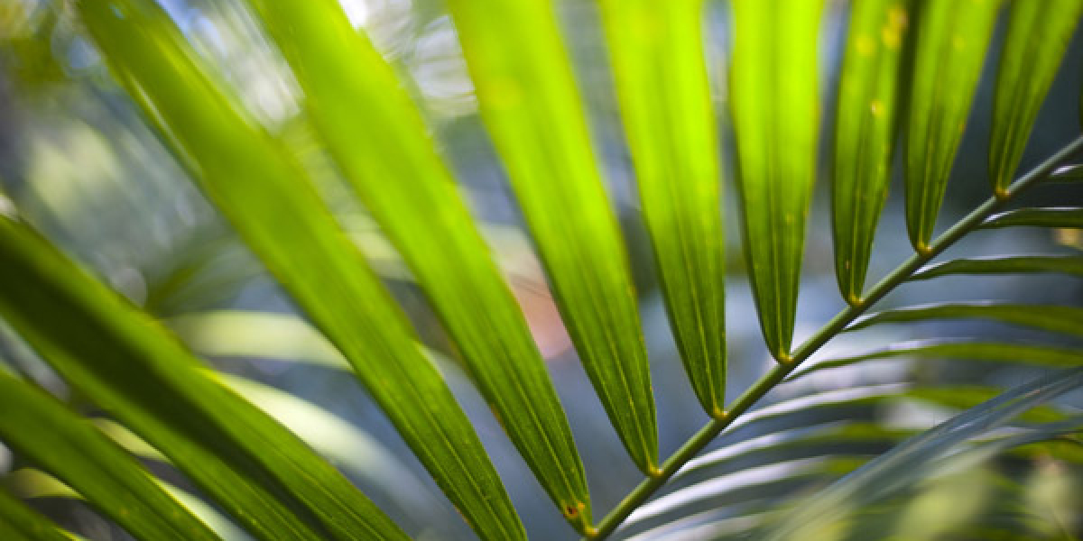 SKYCROWN 1 Casino App Download for iOS & Android Ultimate Gaming Experience