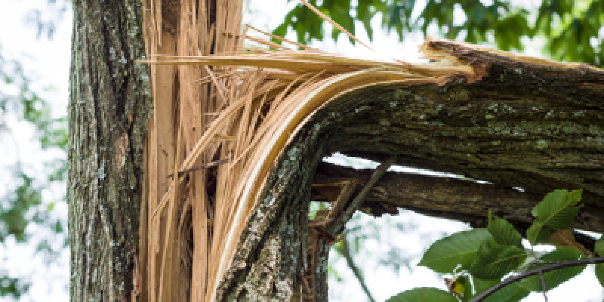 Emergency Tree Removal – 24-Hour Emergency Tree Removal | Fast Response Tree Experts