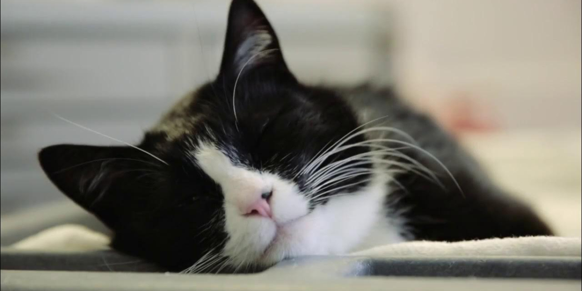 Simple Ways to Lift Your Cat’s Mood and Restore Their Happiness