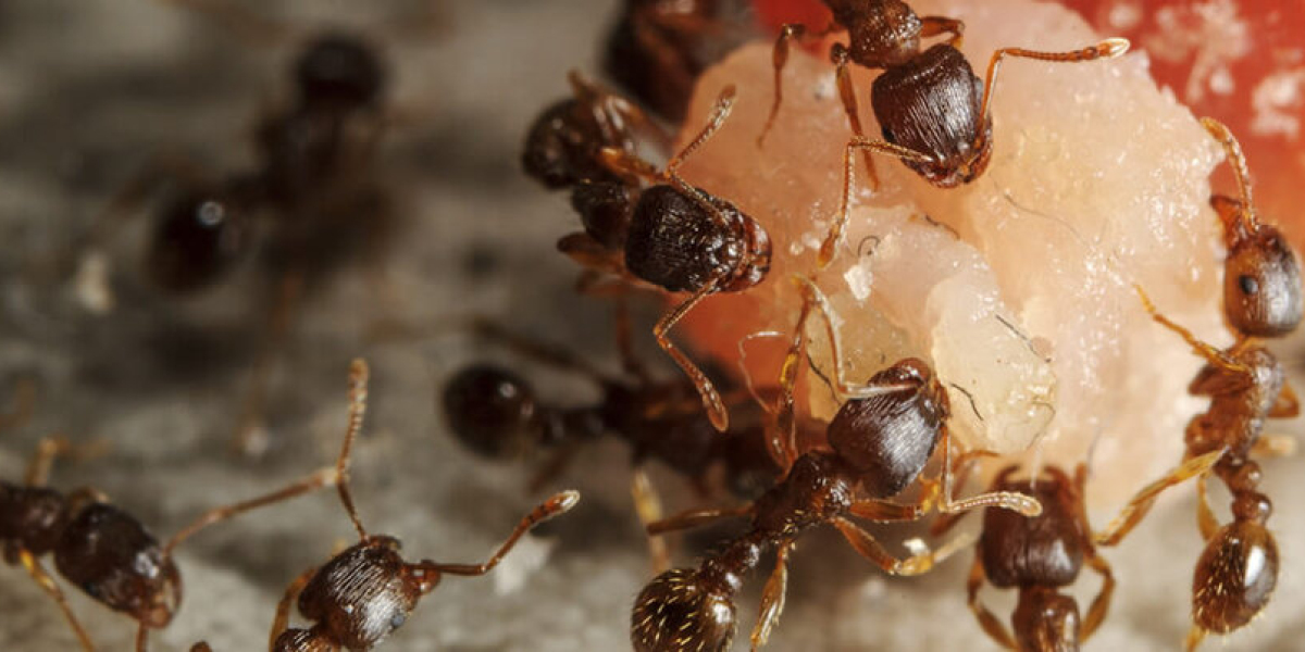 Smart Ant Control Solutions for Homes That Deserve Lasting Protection