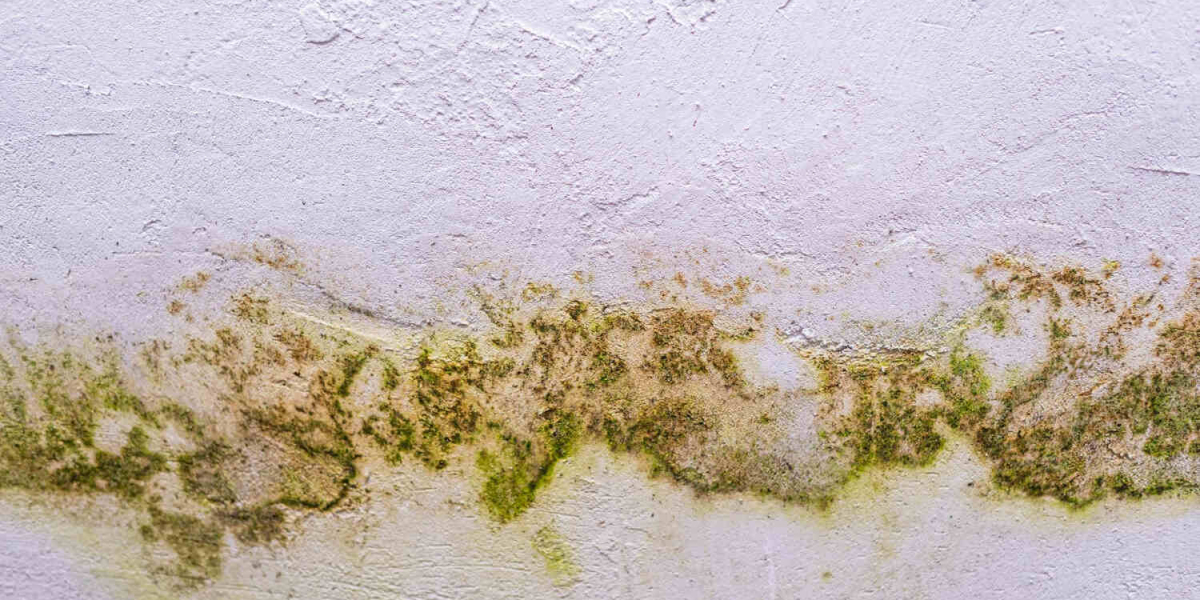 What Is Mold Remediation and Why It’s Essential for Port St. Lucie Homes