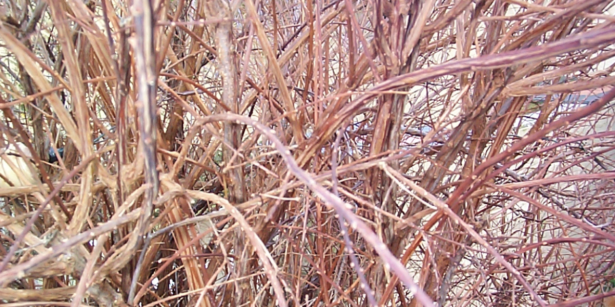 400% BONUS Australia Login