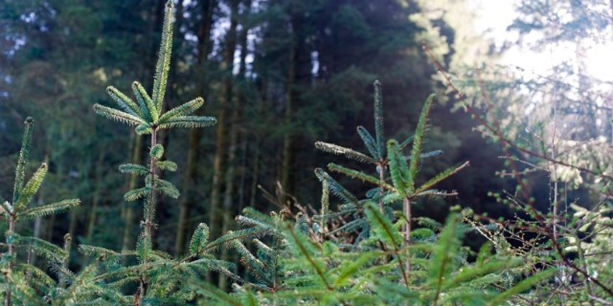 Star Entertainment Group Wikipedia