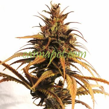 Cannabis Seed Auction House | Alpenhigh online store - Weed