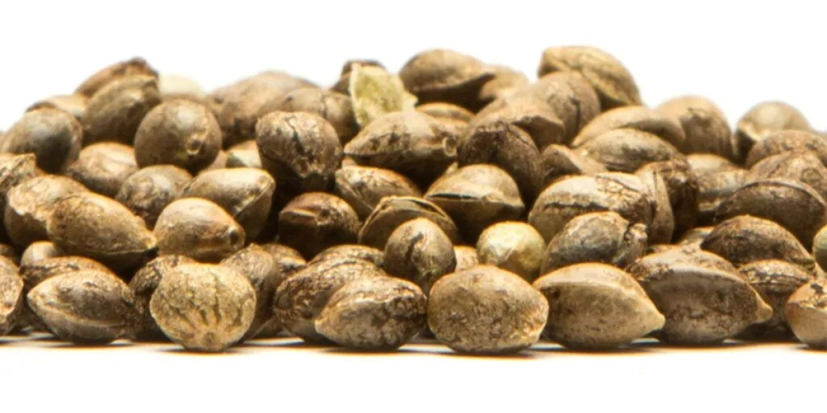 Best Place to Buy Cannabis Seeds | The Clone Conservatory Verified