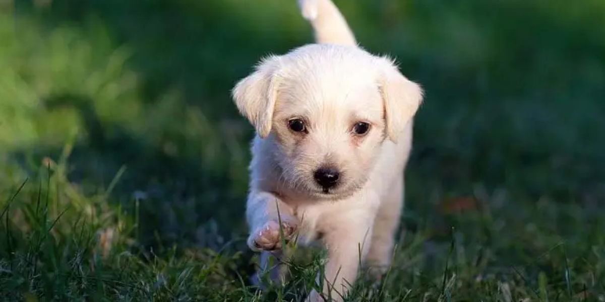 Doggy Bootcamp | Master of Puppies Tailored Training Programs