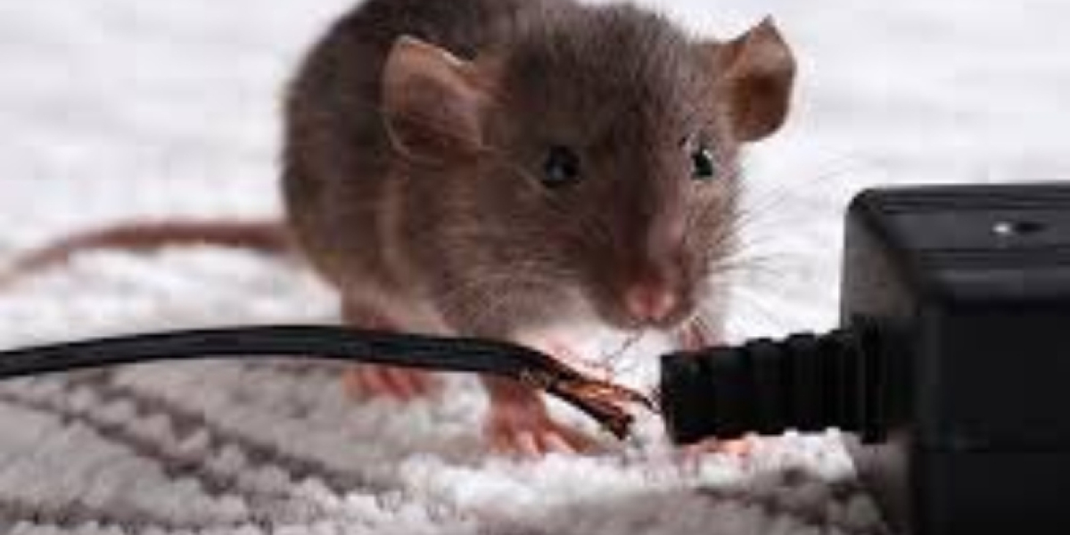 Pest Pros: Reliable Pest Control Services for Homes and Businesses